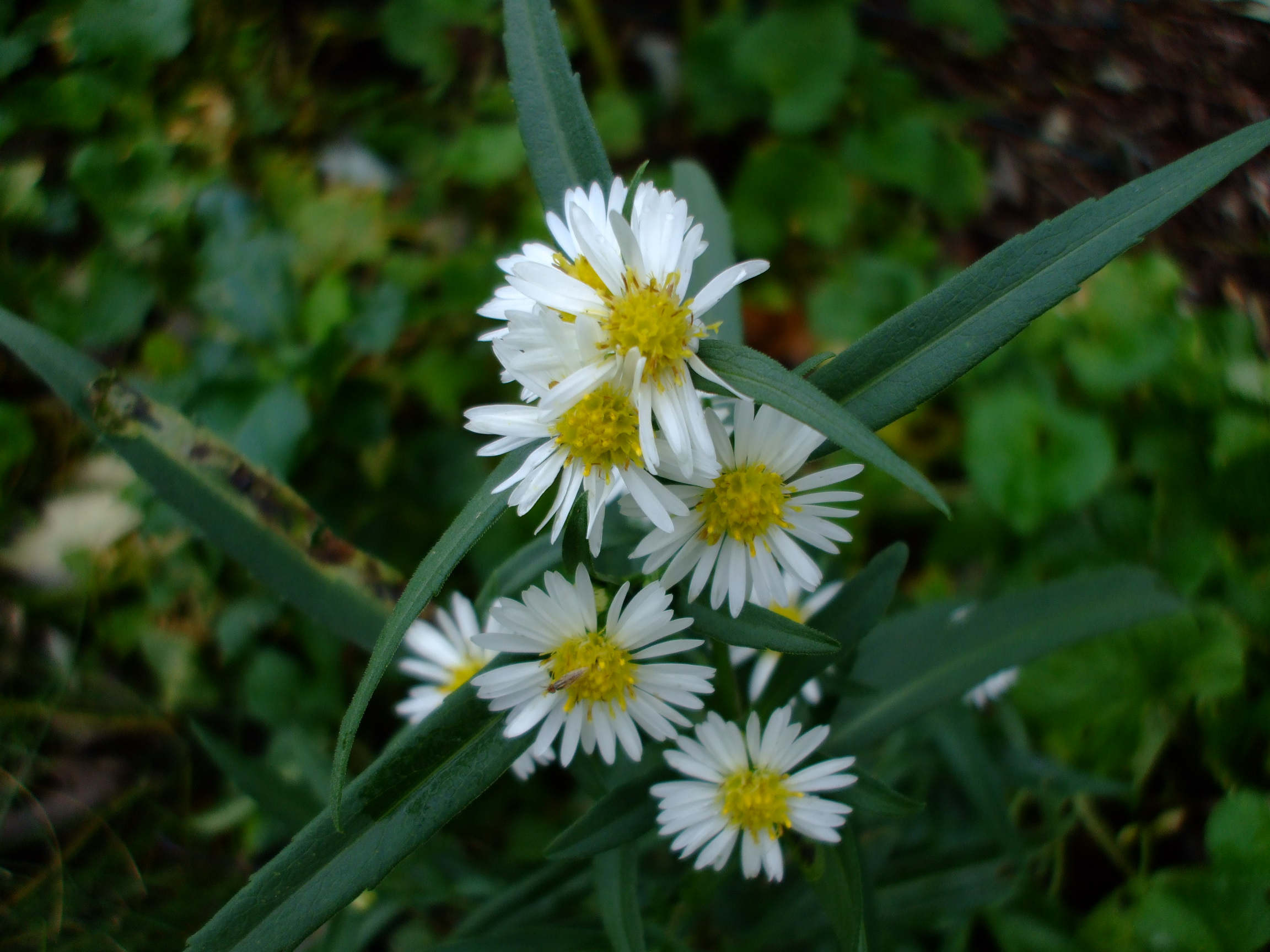 Symphyotrichum lanceolatum